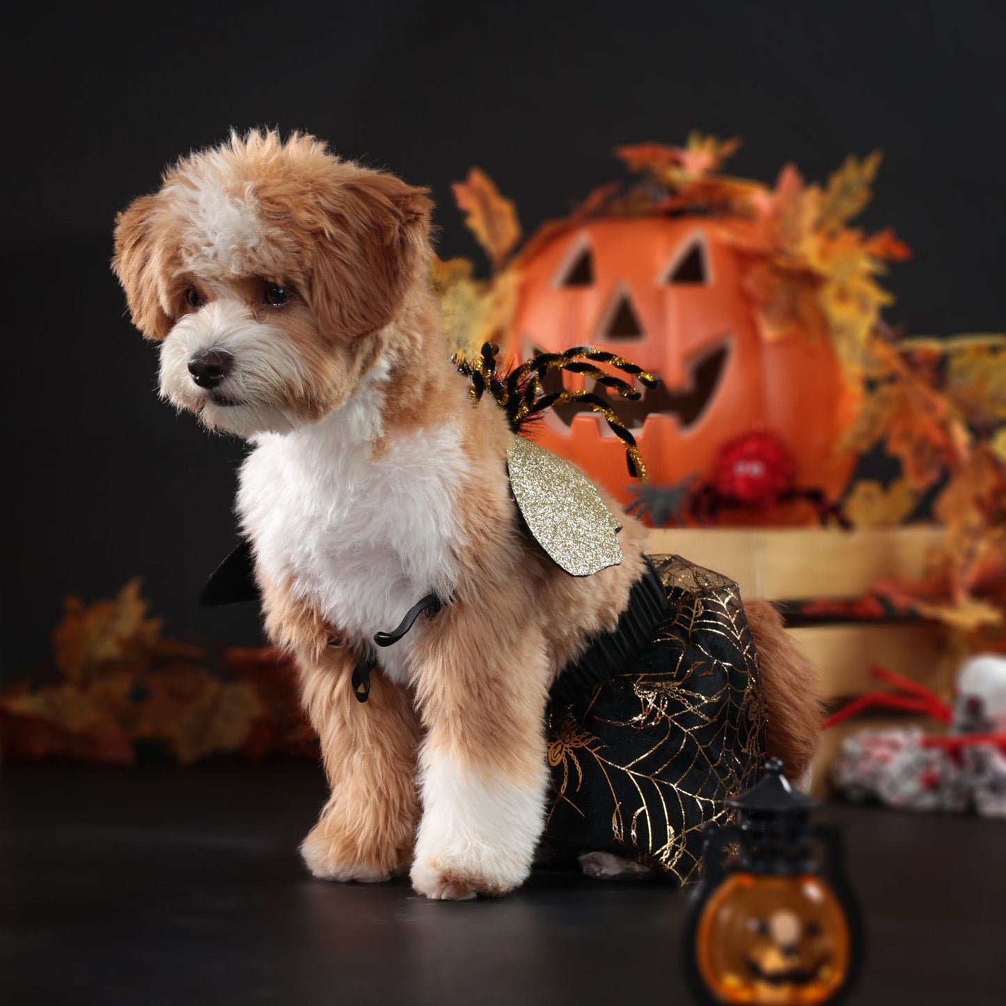 Costume Halloween pour chien – Cape Araignée Dorée