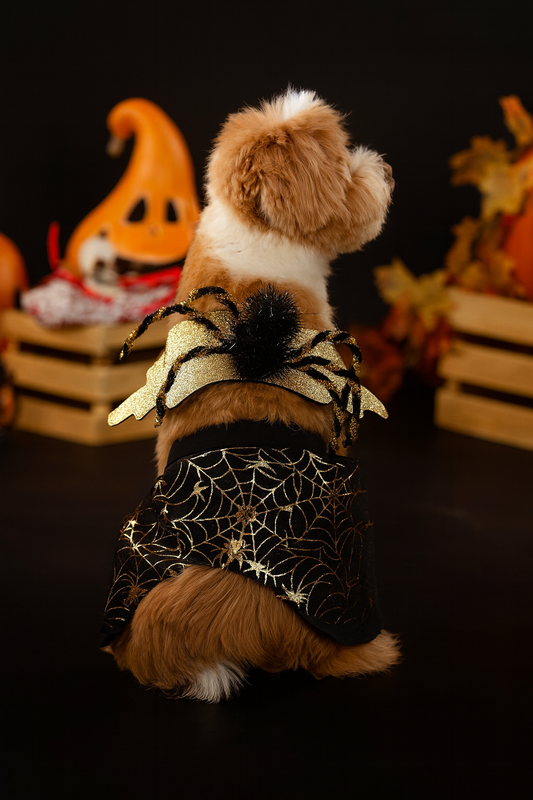 Costume Halloween pour chien – Cape Araignée Dorée